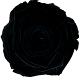 Black Rose