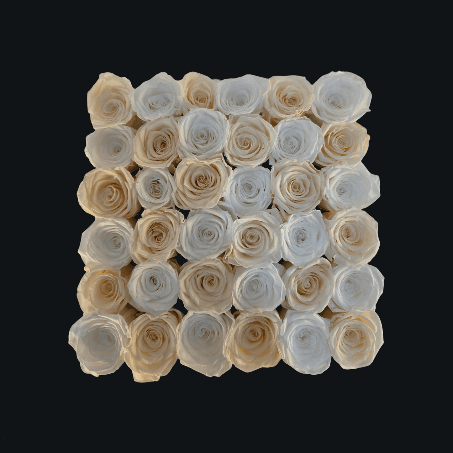 Pearl Passion (Large Square) - Preserved Roses - Flowers Last Three Years