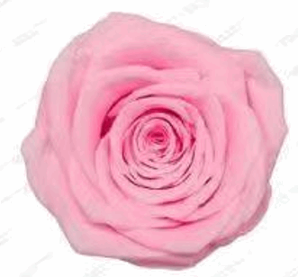 Pink Rose