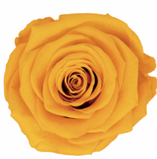 Yellow Rose