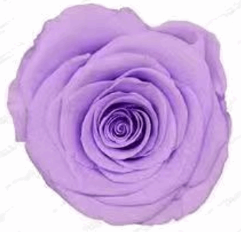 Purple|Lavender Rose
