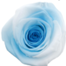 Multi Blue White Rose