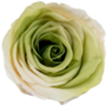 Multi Matcha Rose 