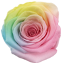 Pastel Yellow Rose