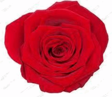 Red Rose 