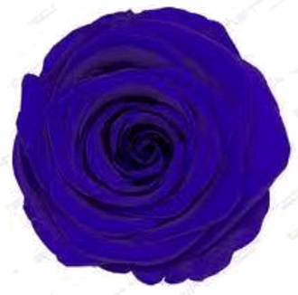 Royal Blue Rose