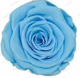 Sky Blue Rose