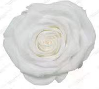 White Rose