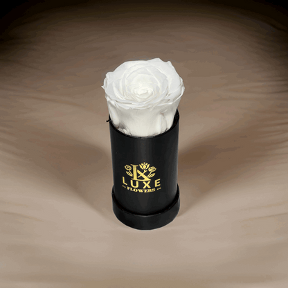 Luxe Legacy - White Preserved Rose in XSmall Black Round Box - Flowers Last Three Years - Luxe Flowers Canada