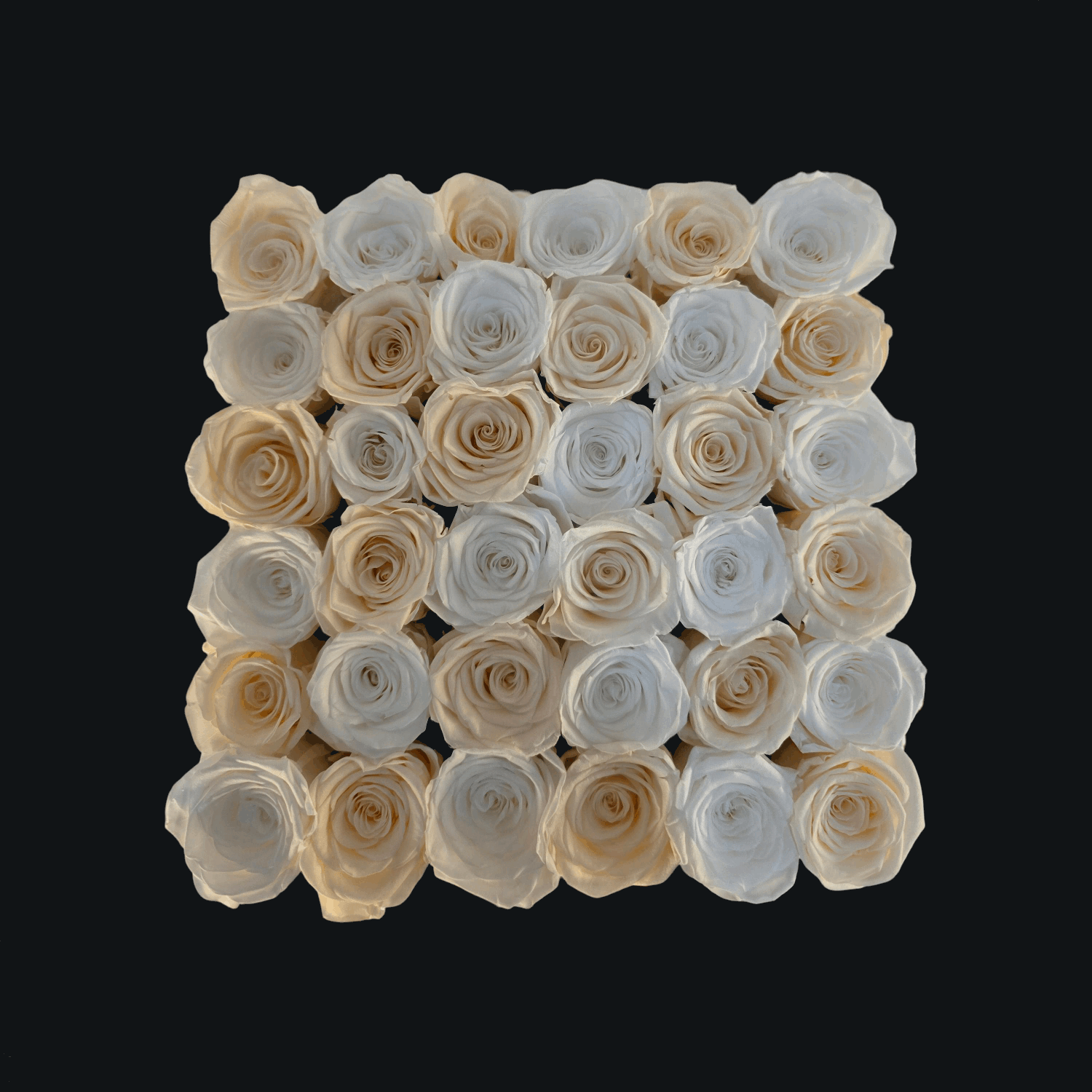 Pearl Passion (Large Square) - Preserved Roses - Flowers Last Three Years