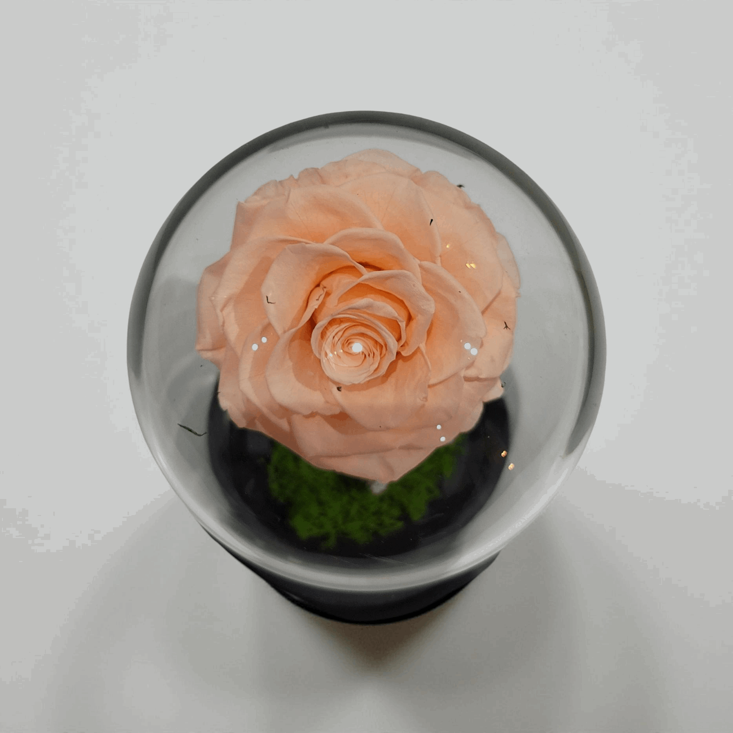 Crystal Bloom | Preserved Forever Champagne Rose in Glass Dome