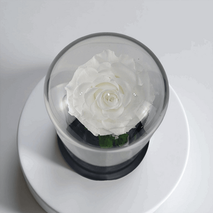 Crystal Bloom | Preserved Forever White Rose in Glass Dome